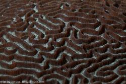 BD-140313-Padre-Burgos-1644-Platygyra-sp.-Ehrenberg.-1834-[Brain-coral].jpg